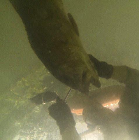 Titanium Spearfishing Stringers - Ti Survival