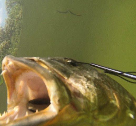 Titanium Spearfishing Stringers - Ti Survival